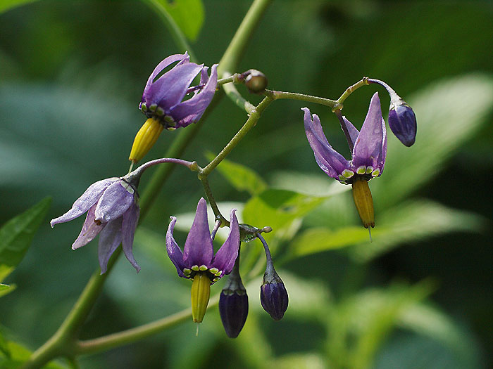 Solanum dulcamara - grenkosladki razhudnik