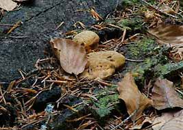 gloeophyllum odoratum