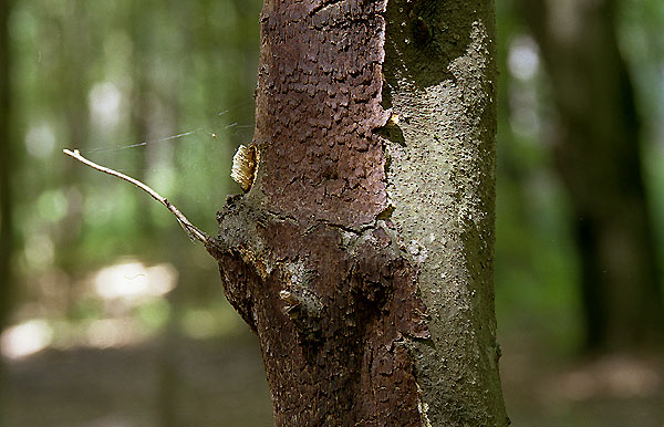 Inonotus nodulosus