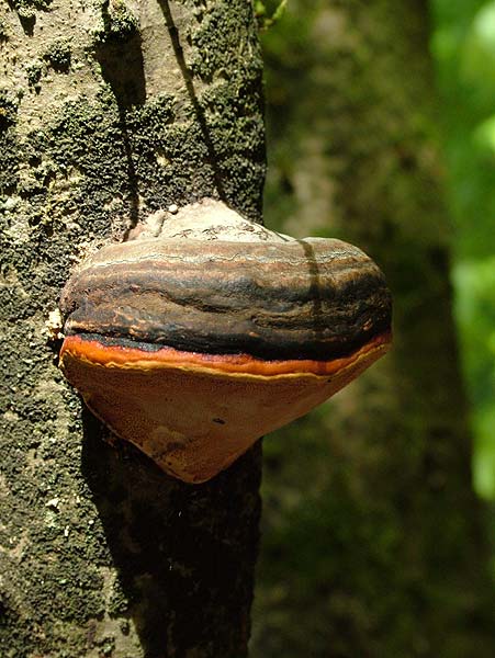 fomitopsis pinicola