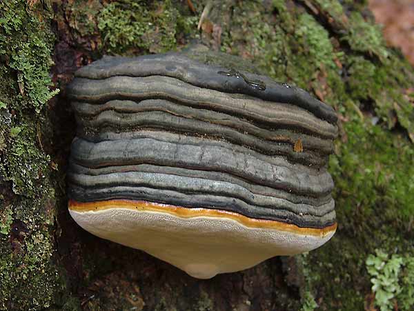 fomitopsis pinicola