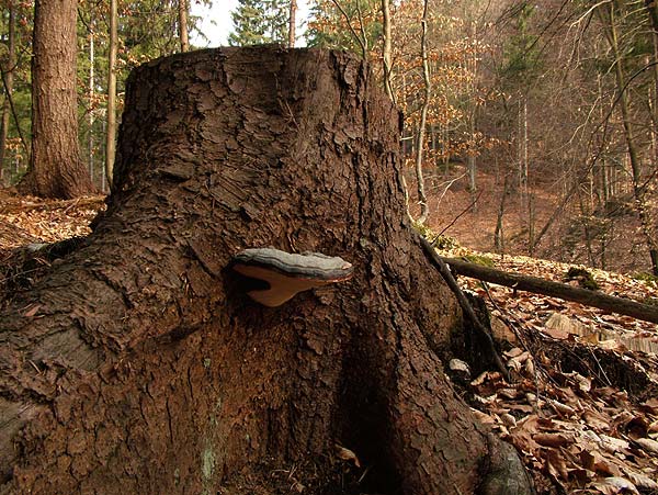 fomitopsis pinicola