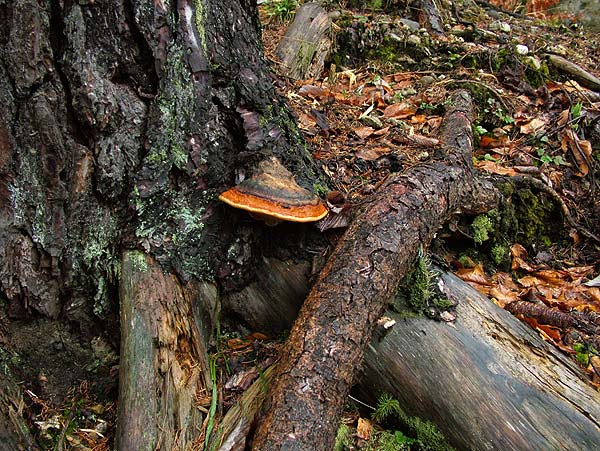 fomitopsis pinicola