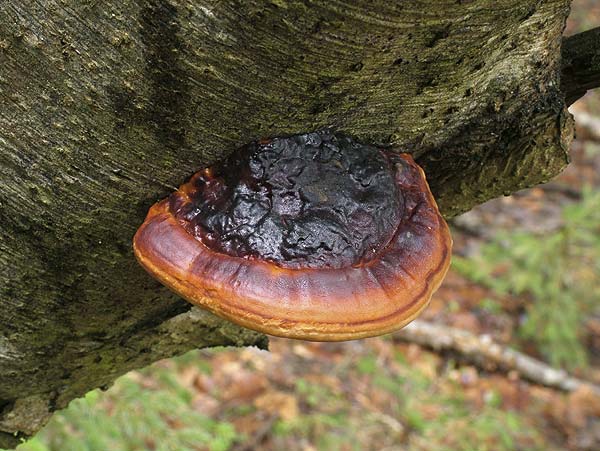 fomitopsis pinicola