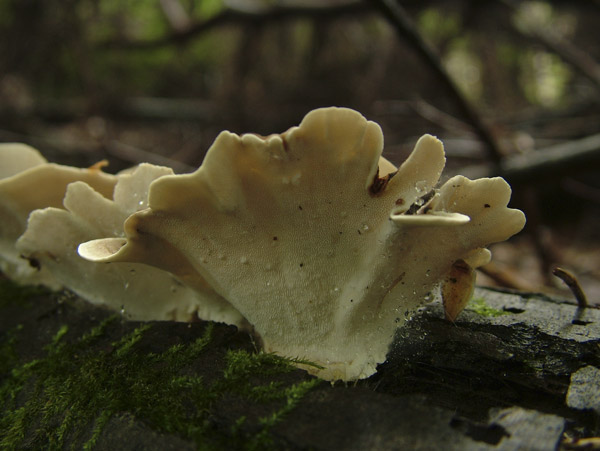 trametes versicolor