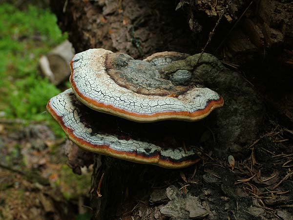 fomitopsis pinicola