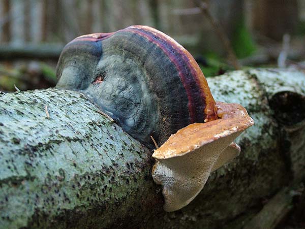 fomitopsis pinicola