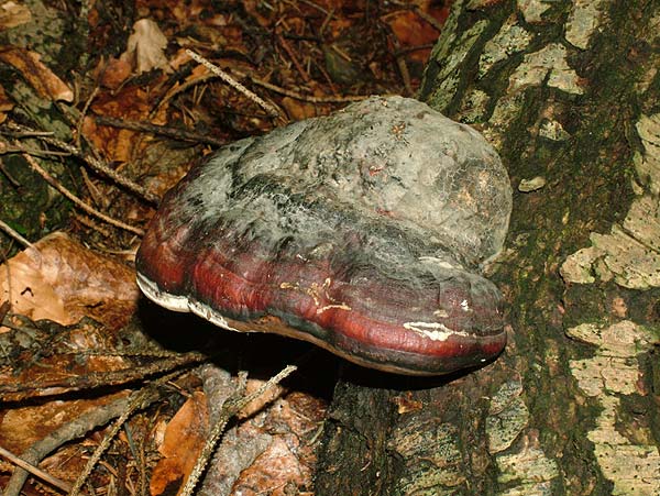 fomitopsis pinicola