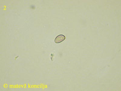 Stropharia aeruginosa - Spore