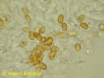Stropharia aeruginosa - Sporen