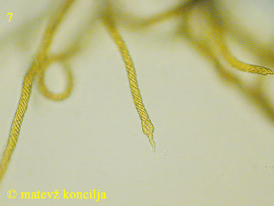 Trichia affinis - Elateren