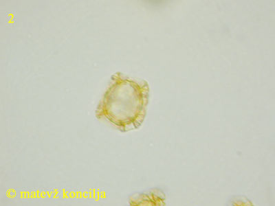 Trichia affinis - Spore