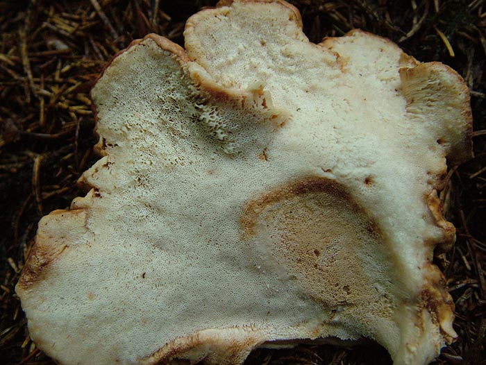 albatrellus confluens - zraščeni mesnatovec