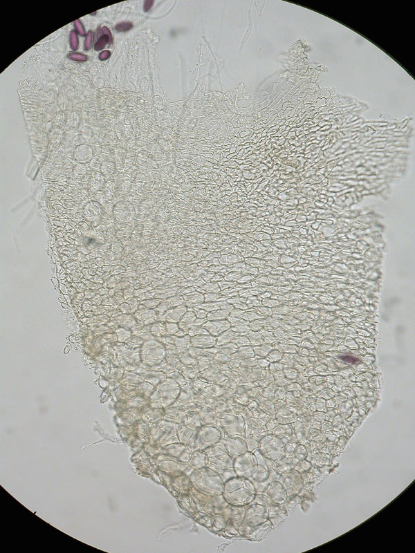 Ascobolus albidus - Weißer Kotling