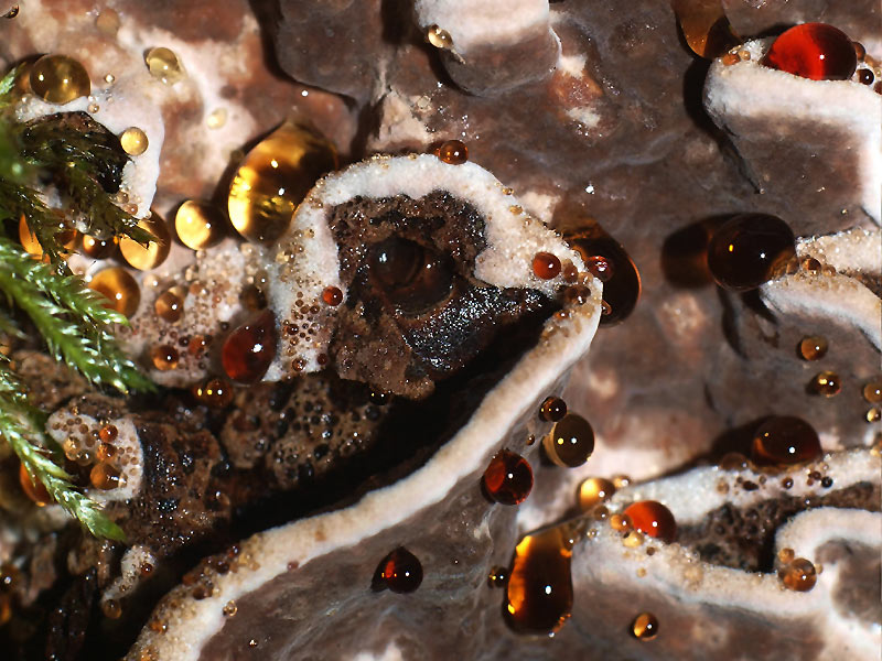 Amylostereum areolatum - Braunfilziger Schichtpilz