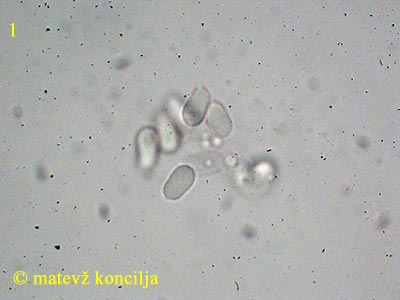 Mycena aurantiomarginata - Sporen