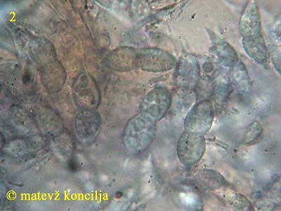 Hypomyces aurantius - Sporen