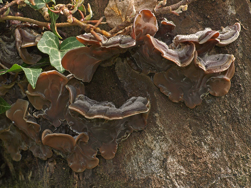 Auricularia mesenterica - Gezonter Ohrlappenpilz