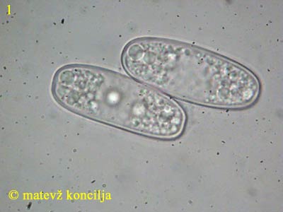 sarcoscypha austriaca - trosi
