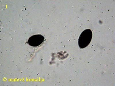 Biscogniauxia nummularia - Sporen