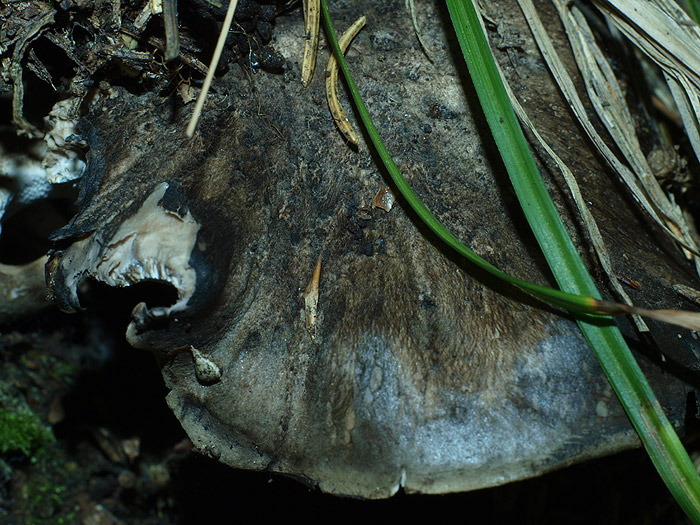 Boletopsis leucomelaena - Grauer Rußporling