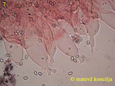 Volvariella caesiotincta - Cheilozystiden