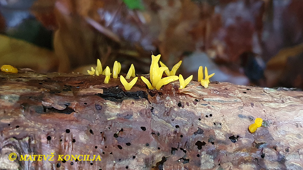 Calocera furcata - Gegabelter Nadelholz-H&ouml;rnling