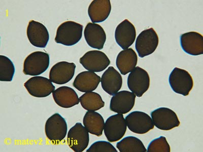 Panaeolus papilionaceus var. capitatocystis - trosi