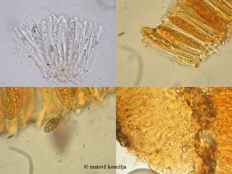 Cenangium ferruginosum - Ockergelbes Mehlbecherchen