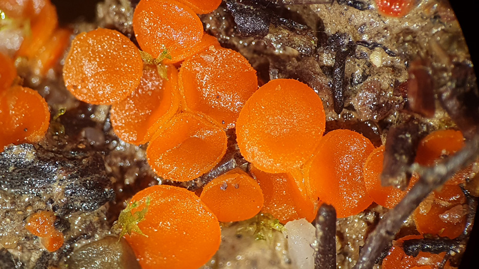 Cheilymenia crucipila - Sternhaariger Schildborstling