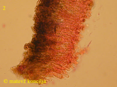 peniophora cinerea - himenij