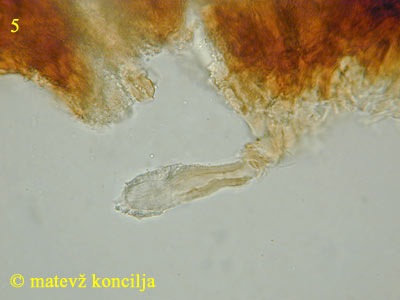peniophora cinerea - lamprocistida