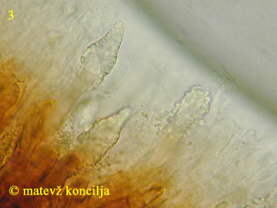 peniophora cinerea - lamprocistide