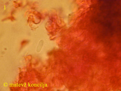 peniophora cinerea - en tros