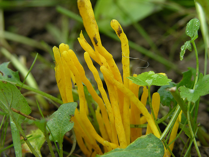 Clavulinopsis helvola - rumena grivuša