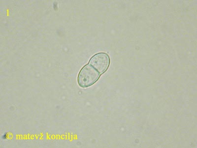 Neonectria coccinea - Spore