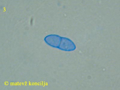 Neonectria coccinea - Sporen