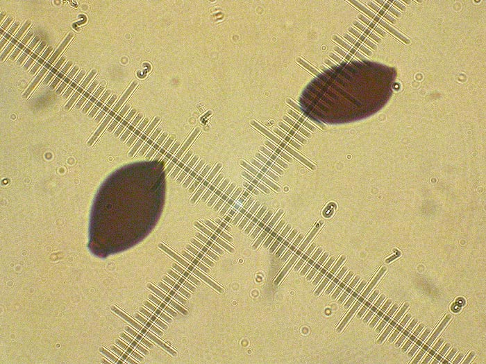 Coprinopsis cf. annulopora