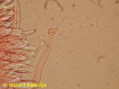 Lasiobelonium variegatum - Asci