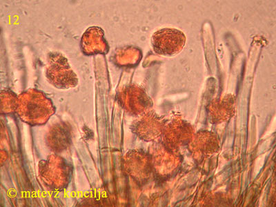 Lasiobelonium variegatum - lasi