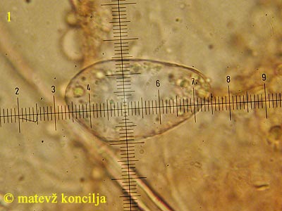 Phyllactinia guttata - Spore