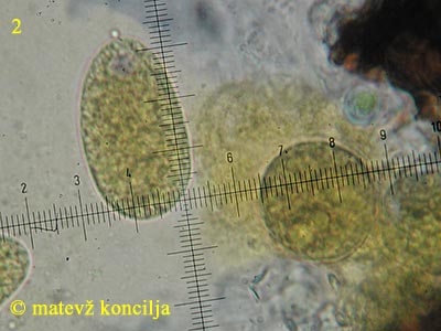  Phyllactinia guttata - Spore