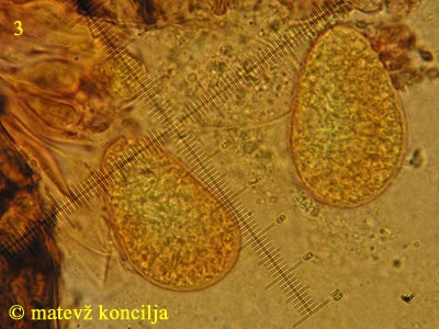 Phyllactinia guttata - Sporen