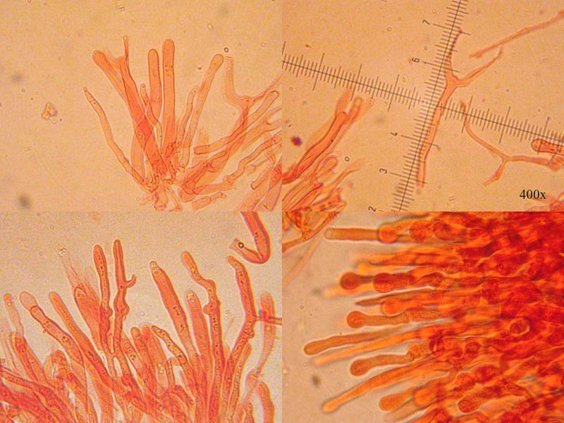 Dacrymyces variisporus - Verschiedensporige Gallerttrände