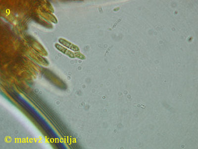 Capitotricha bicolor - Dicranidion
