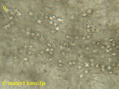 Encoelia fascicularis - Kristalle