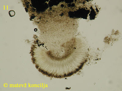 Encoelia fascicularis - Schnittansicht