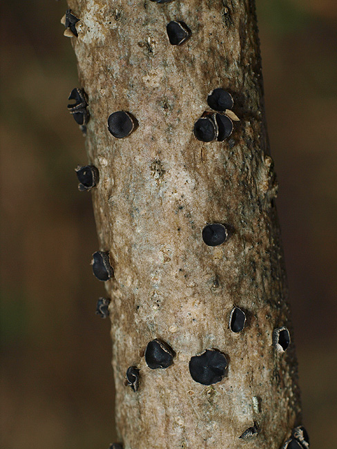 Encoelia fascicularis - Schwarzbrauner Pappelbecherling