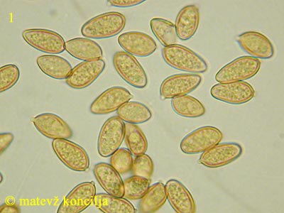 Cyclocybe erebia - Sporen