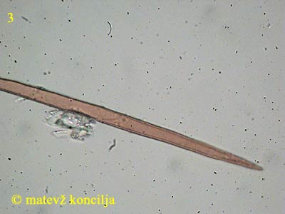 phellinus ferruginosus - seta